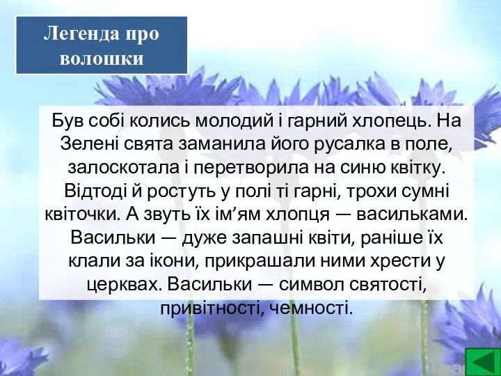 Легенда про волошки Був собі колись молодий і гарний хлопець. На Зелені