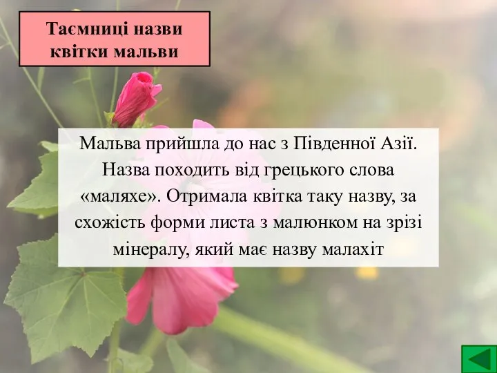 Таємниці назви квітки мальви Мальва прийшла до нас з Південної Азії. Назва