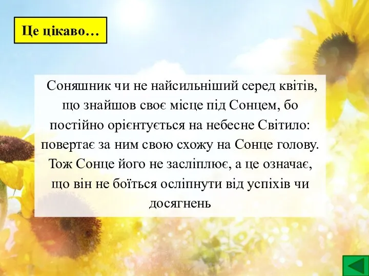 Це цікаво… Соняшник чи не найсильніший серед квітів, що знайшов своє місце