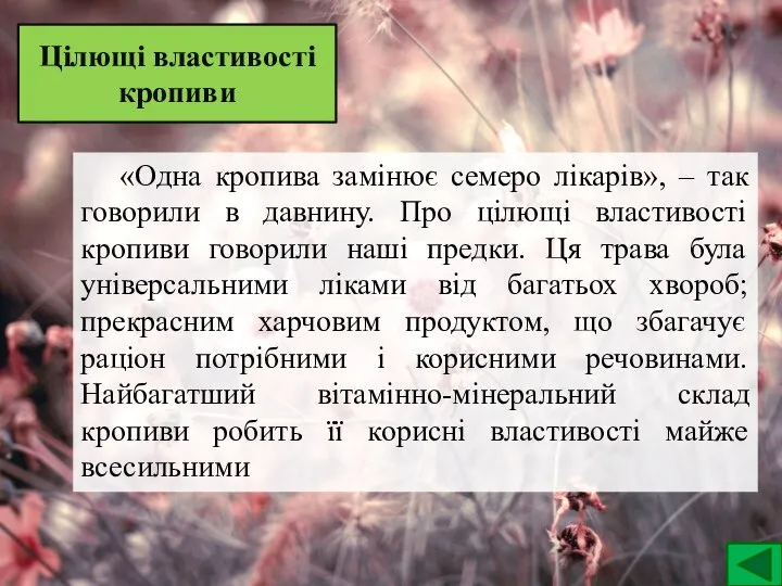 Цілющі властивості кропиви «Одна кропива замінює семеро лікарів», – так говорили в