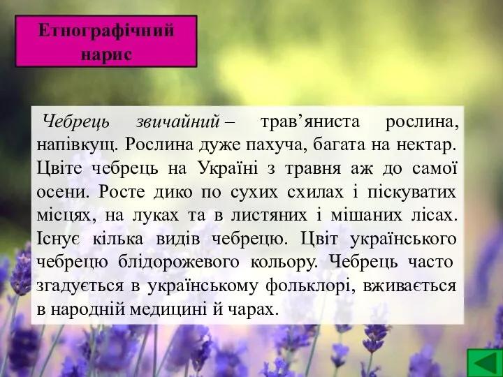 Етнографічний нарис Чебрець звичайний – трав’яниста рослина, напівкущ. Рослина дуже пахуча, багата