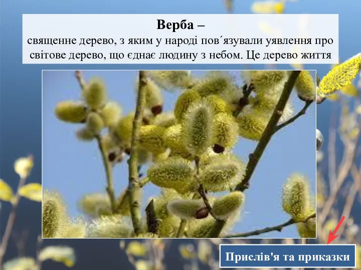 Верба – священне дерево, з яким у народі пов´язували уявлення про світове