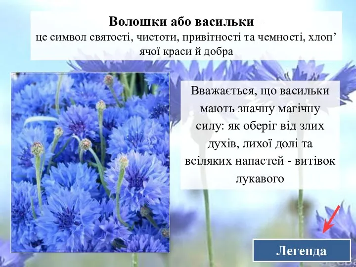 Легенда Волошки або васильки – це символ святості, чистоти, привітності та чемності,