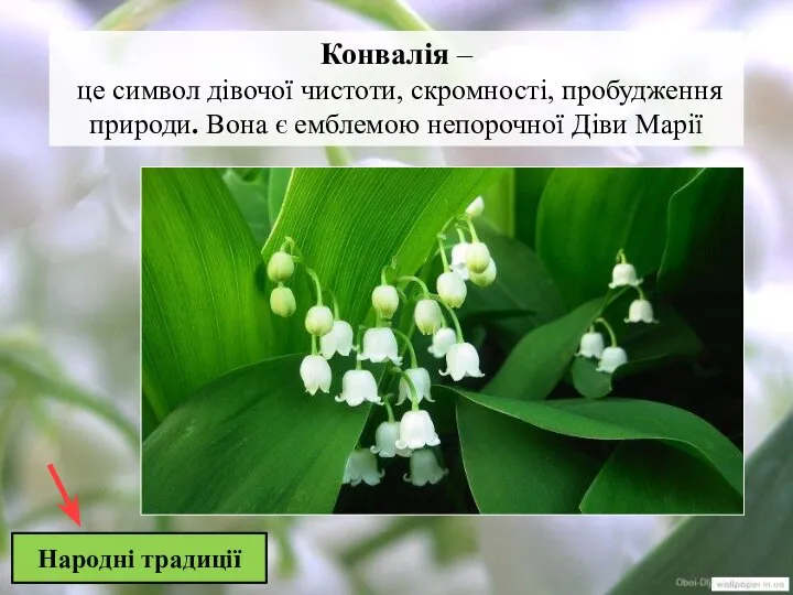 Народні традиції Конвалія – це символ дівочої чистоти, скромності, пробудження природи. Вона