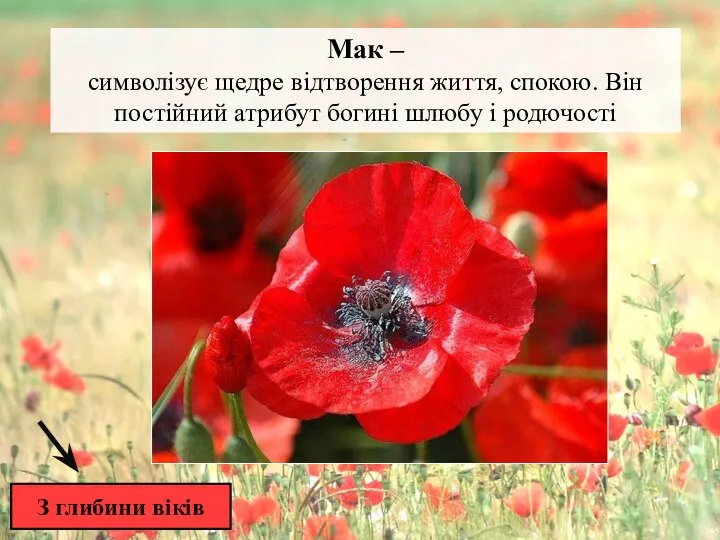 З глибини віків Мак – символізує щедре відтворення життя, спокою. Він постійний