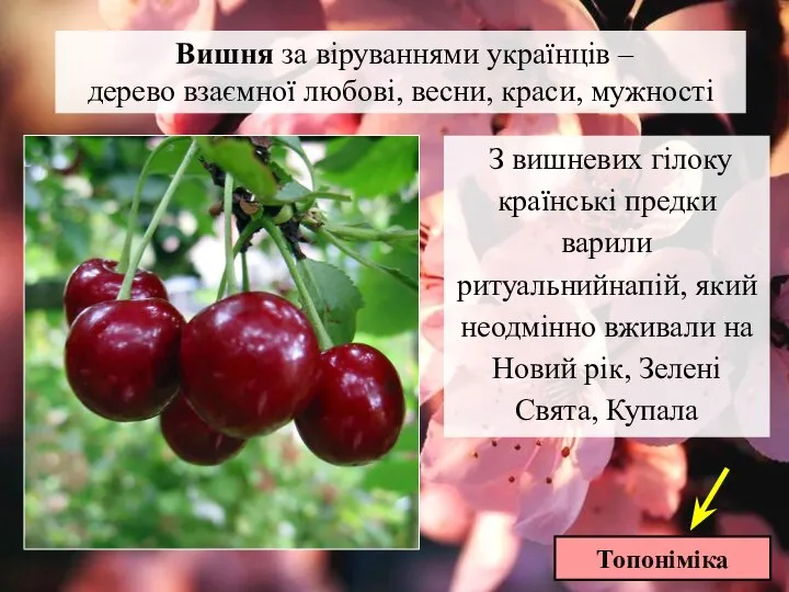 Топоніміка Вишня за віруваннями українців – дерево взаємної любові, весни, краси, мужності