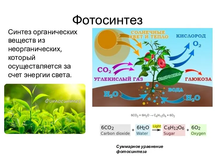 Фотосинтез Синтез органических веществ из неорганических, который осуществляется за счет энергии света. Суммарное уравнение фотосинтеза