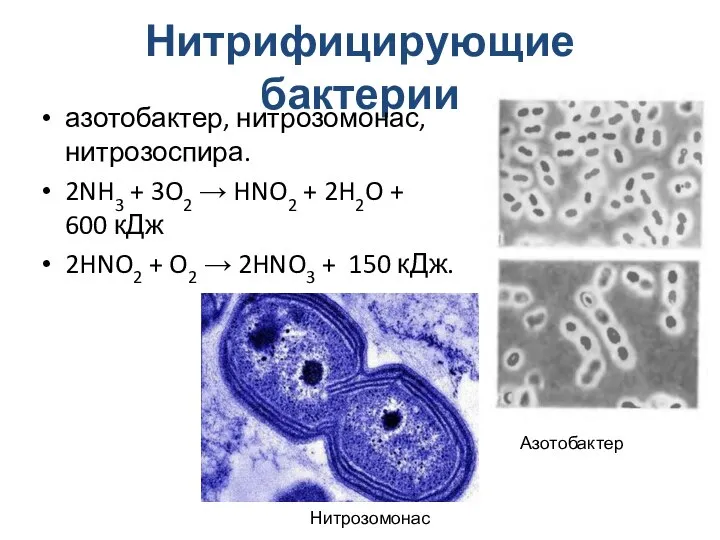 Нитрифицирующие бактерии азотобактер, нитрозомонас, нитрозоспира. 2NH3 + 3O2 → HNO2 + 2H2O
