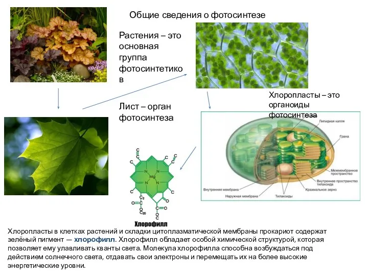 Общие сведения о фотосинтезе Хлоропласты в клетках растений и складки цитоплазматической мембраны