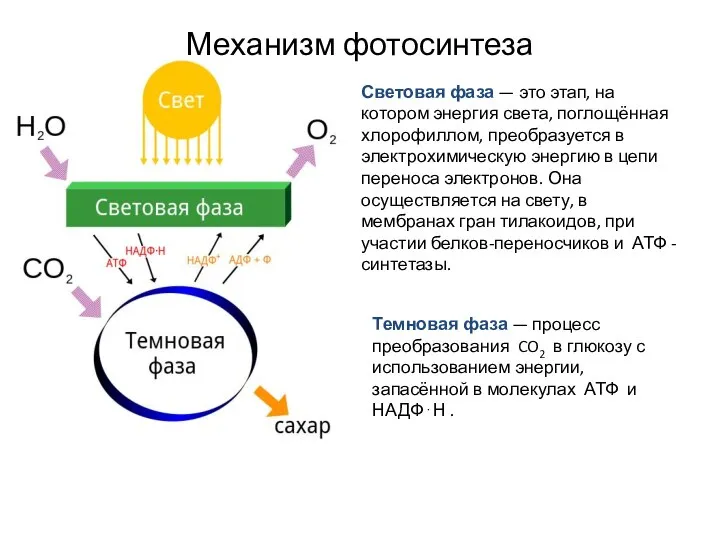 Механизм фотосинтеза Световая фаза — это этап, на котором энергия света, поглощённая