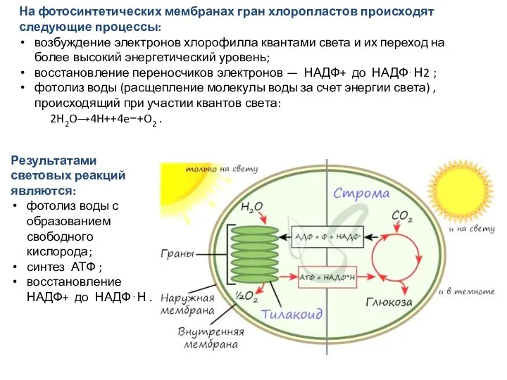 На фотосинтетических мембранах гран хлоропластов происходят следующие процессы: возбуждение электронов хлорофилла квантами