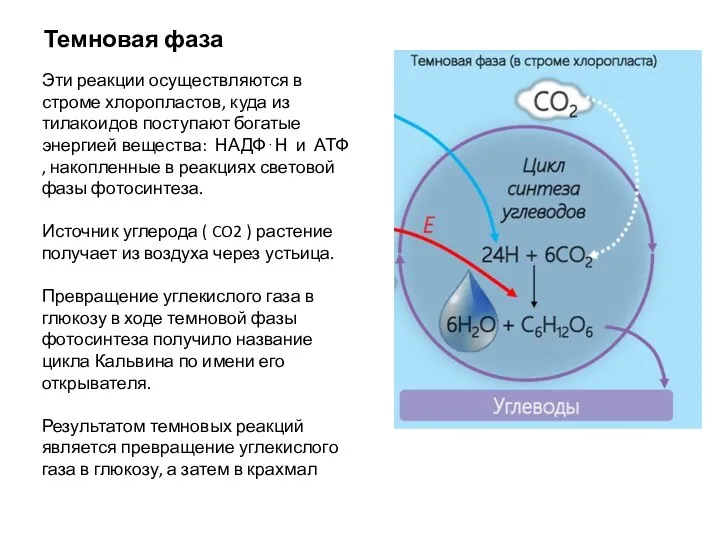Эти реакции осуществляются в строме хлоропластов, куда из тилакоидов поступают богатые энергией