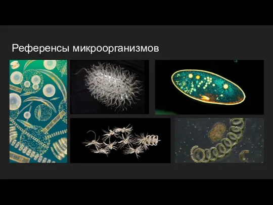 Референсы микроорганизмов