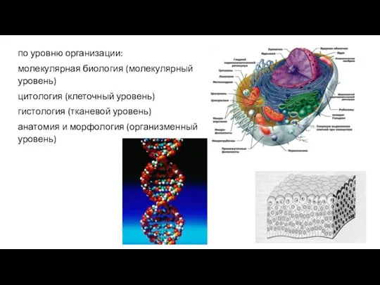 по уровню организации: молекулярная биология (молекулярный уровень) цитология (клеточный уровень) гистология (тканевой