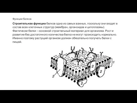 Функции белков Строительная функция белков одна из самых важных, поскольку они входят