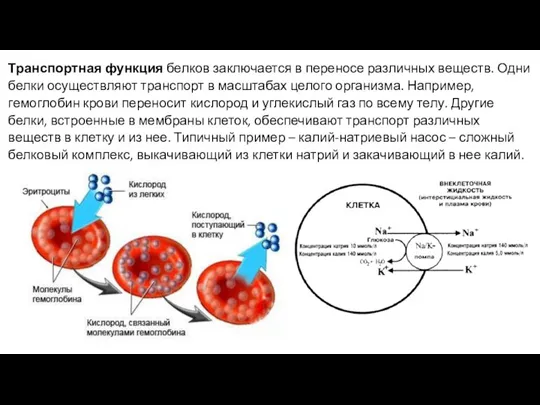 Транспортная функция белков заключается в переносе различных веществ. Одни белки осуществляют транспорт