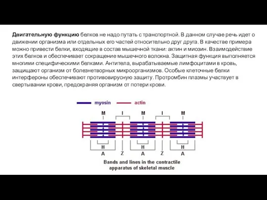 Двигательную функцию белков не надо путать с транспортной. В данном случае речь