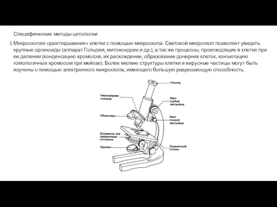 Специфические методы цитологии Микроскопия «разглядывание» клетки с помощью микроскопа. Световой микроскоп позволяет