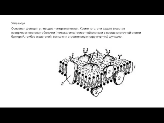 Углеводы Основная функция углеводов – энергетическая. Кроме того, они входят в состав