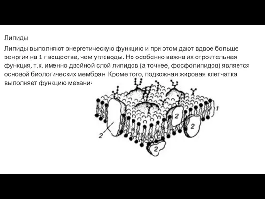 Липиды Липиды выполняют энергетическую функцию и при этом дают вдвое больше эенргии