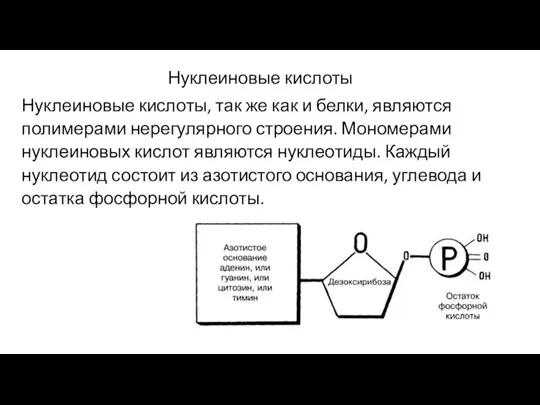 Нуклеиновые кислоты Нуклеиновые кислоты, так же как и белки, являются полимерами нерегулярного