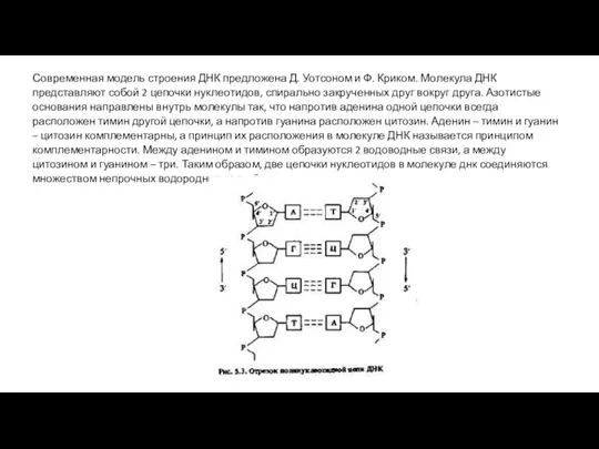 Современная модель строения ДНК предложена Д. Уотсоном и Ф. Криком. Молекула ДНК