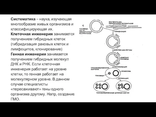 Систематика – наука, изучающая многообразие живых организмов и классифицирующая их. Клеточная инженерия