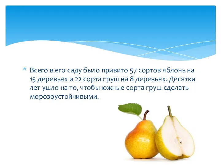 Всего в его саду было привито 57 сортов яблонь на 15 деревьях