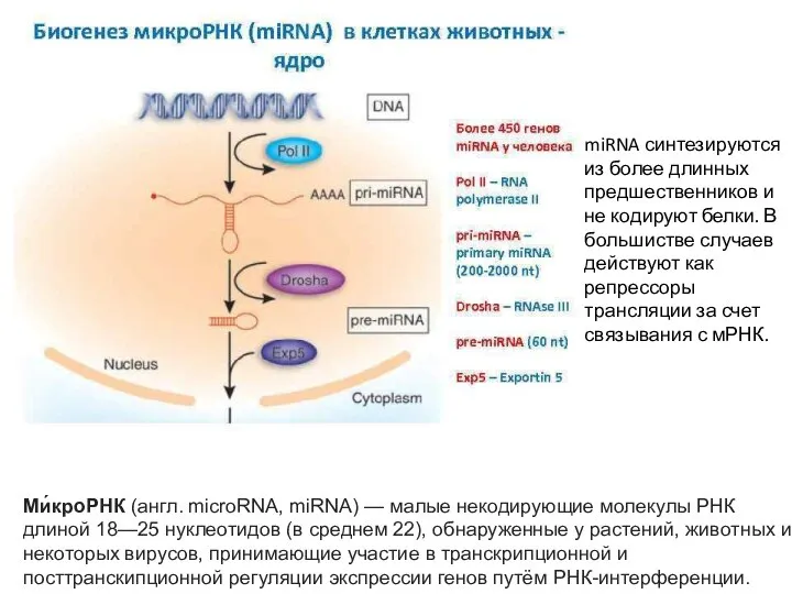 Ми́кроРНК (англ. microRNA, miRNA) — малые некодирующие молекулы РНК длиной 18—25 нуклеотидов