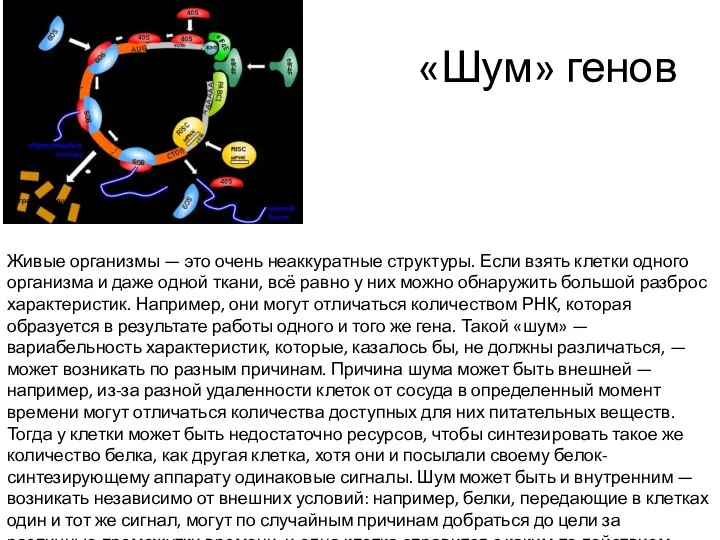 «Шум» генов Живые организмы — это очень неаккуратные структуры. Если взять клетки