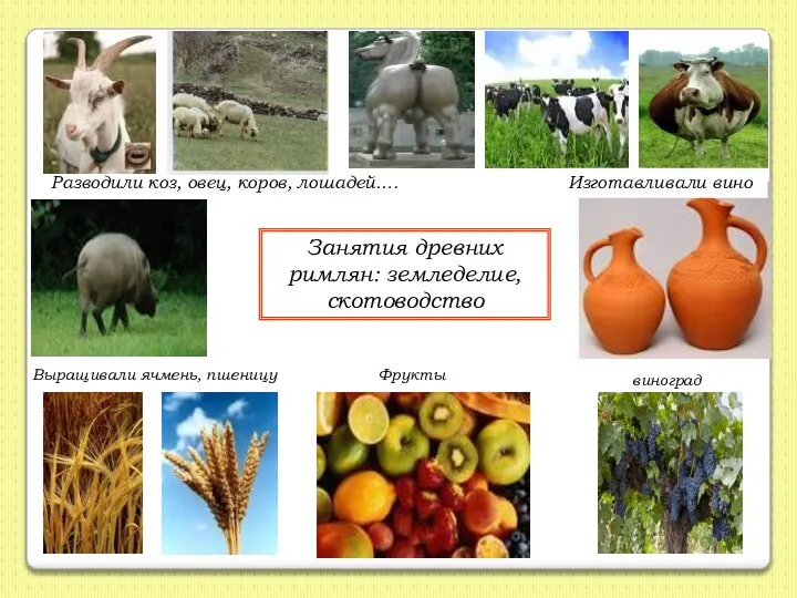 Занятия древних римлян: земледелие, скотоводство Разводили коз, овец, коров, лошадей…. Изготавливали вино