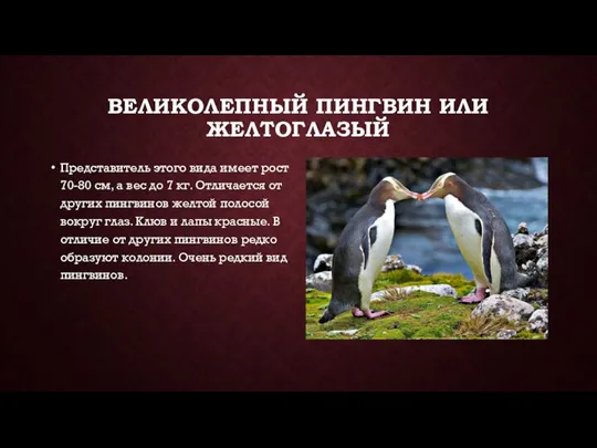 ВЕЛИКОЛЕПНЫЙ ПИНГВИН ИЛИ ЖЕЛТОГЛАЗЫЙ Представитель этого вида имеет рост 70-80 см, а