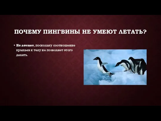 ПОЧЕМУ ПИНГВИНЫ НЕ УМЕЮТ ЛЕТАТЬ? Не летают, поскольку соотношение крыльев к телу не позволяет этого делать.