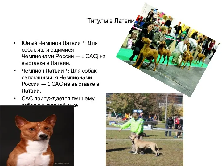 Титулы в Латвии Юный Чемпион Латвии *: Для собак являющимися Чемпионами России