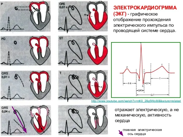 ЭЛЕКТРОКАРДИОГРММА (ЭКГ) - графическое отображение прохождения электрического импульса по проводящей системе сердца.