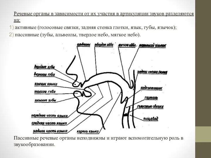 Речевые органы в зависимости от их участия в артикуляции звуков разделяются на: