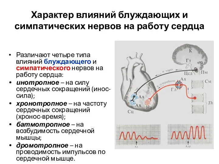 Различают четыре типа влияний блуждающего и симпатического нервов на работу сердца: инотропное