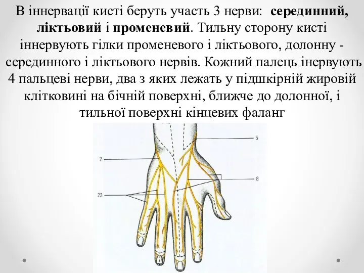 В іннервації кисті беруть участь 3 нерви: серединний, ліктьовий і променевий. Тильну