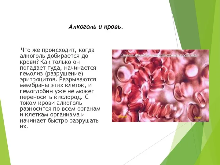 Алкоголь и кровь. Что же происходит, когда алкоголь добирается до крови? Как