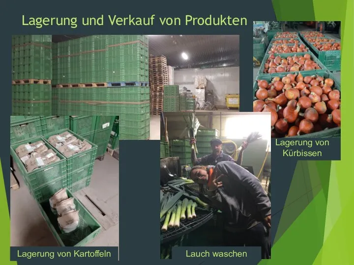 Lagerung von Kürbissen Lagerung und Verkauf von Produkten Lauch waschen Lagerung von Kartoffeln