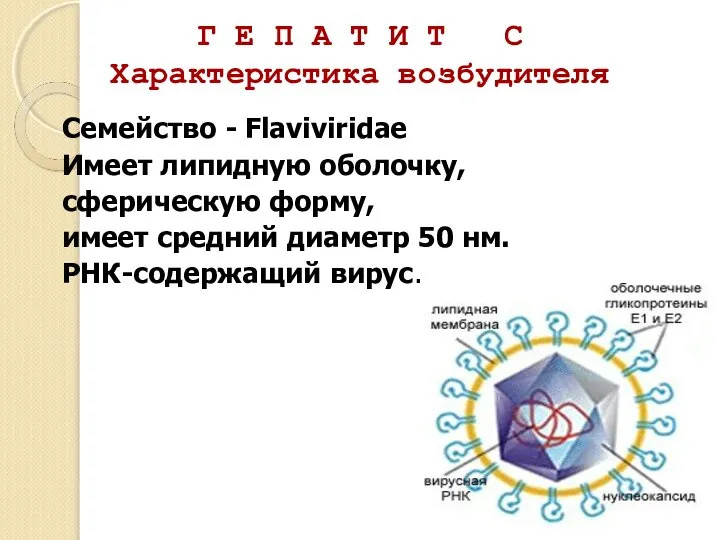 Г Е П А Т И Т С Характеристика возбудителя Семейство -