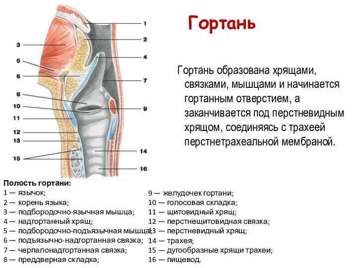 9 — желудочек гортани; 10 — голосовая складка; 11 — щитовидный хрящ;