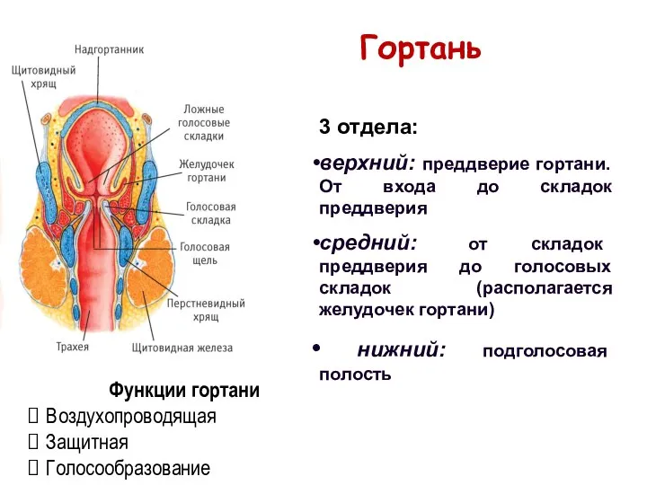 3 отдела: верхний: преддверие гортани. От входа до складок преддверия средний: от