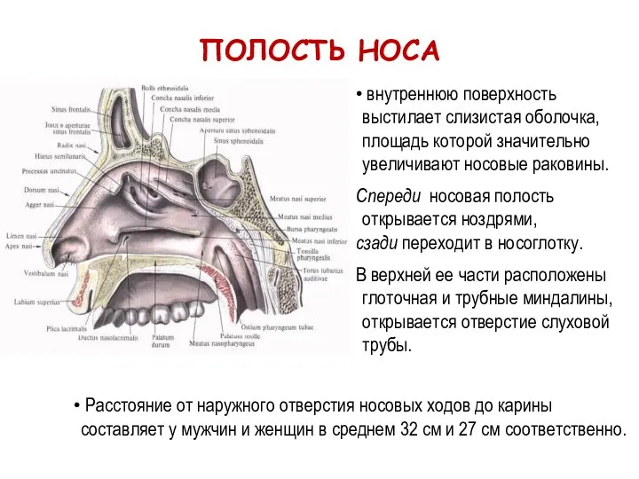 внутреннюю поверхность выстилает слизистая оболочка, площадь которой значительно увеличивают носовые раковины. Спереди