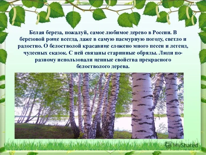 Белая береза, пожалуй, самое любимое дерево в России. В березовой роще всегда,