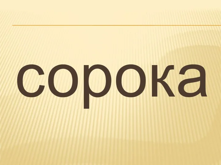 сорока