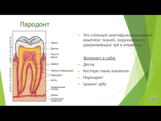 Пародонт Это сложный многофункциональный комплекс тканей, окружающих и удерживающих зуб в альвеоле.