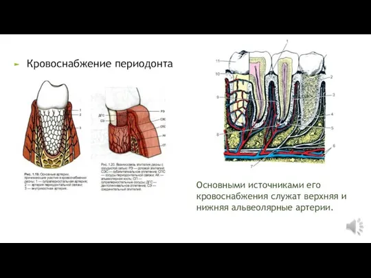 Основными источниками его кровоснабжения служат верхняя и нижняя альвеолярные артерии. Кровоснабжение периодонта