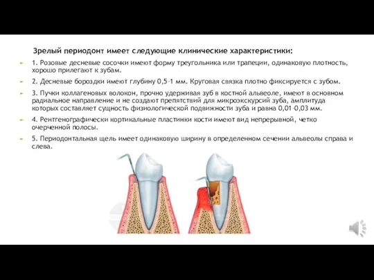 Зрелый периодонт имеет следующие клинические характеристики: 1. Розовые десневые сосочки имеют форму