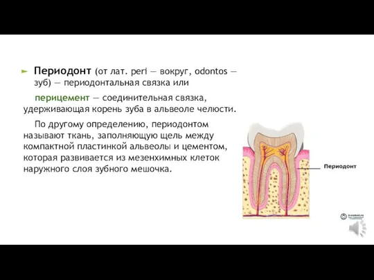 Периодонт (от лат. peri — вокруг, odontos — зуб) — периодонтальная связка